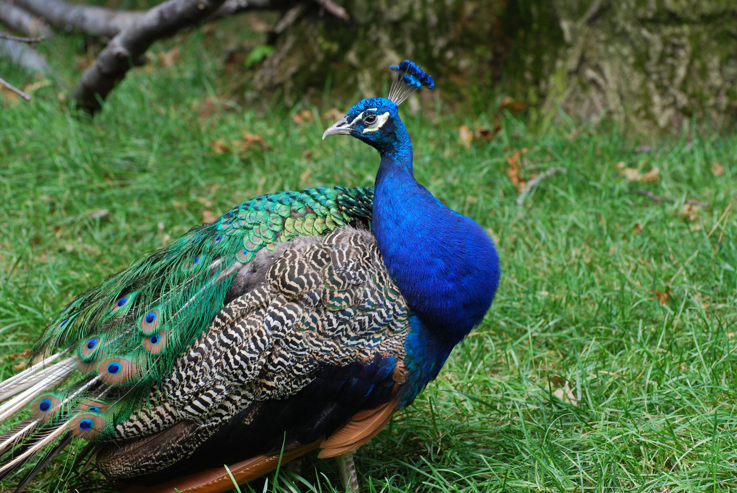 Peacock with trailing feathers and plummage looking back.